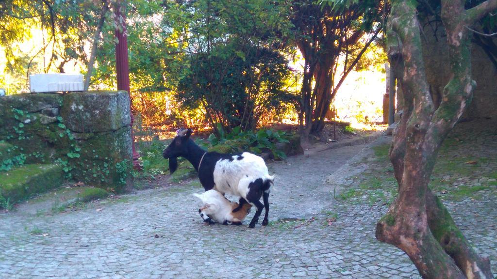 Alvores Do Tempo - Quinta De Turismo Rural Guest House Castro Daire Exterior photo